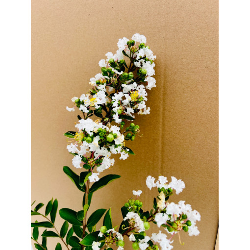 Lagerstroemia Indien White (Sans midi) P9/C1
