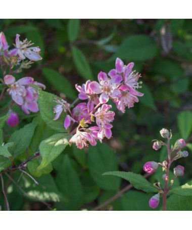 Anémone hybride 'Mont Rose' pot, P9/C1