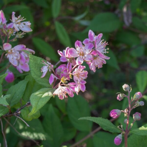 Anémone hybride 'Mont Rose' pot, P9/C1