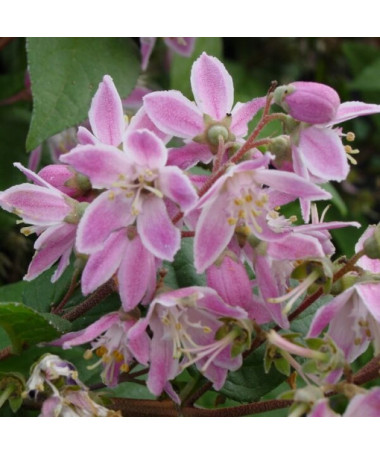 Anémone hybride 'Mont Rose' pot, P9/C1
