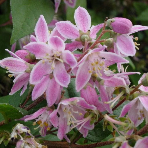Anémone hybride 'Mont Rose' pot, P9/C1
