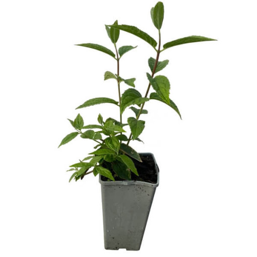 Anémone hybride 'Mont Rose' pot, P9/C1