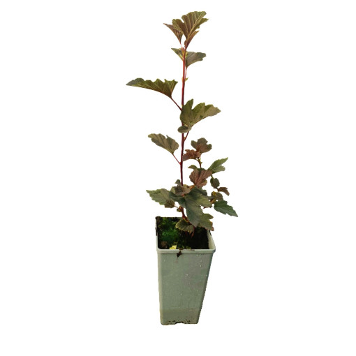 Viorne obier 'Red Baron' pot, P9/C1