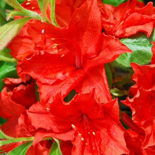 Rhododendron (Azalée Mollis) "Doloroso" P9/C1