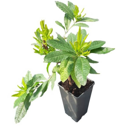 Rhododendron (Azalée Mollis) "Doloroso" P9/C1