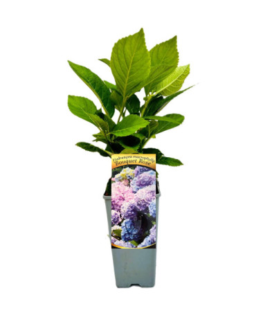 Hortensia macrophylla Bouquet Rose, pot de 2L