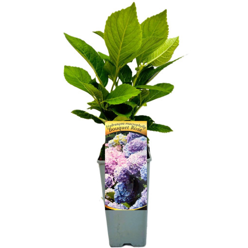 Hortensia macrophylla Bouquet Rose, pot de 2L