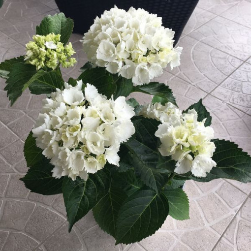 Hortensia macrophylla Soeur Thérèse, pot de 2L