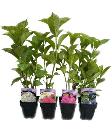 Hortensia macrophylla Soeur Thérèse, pot de 2L