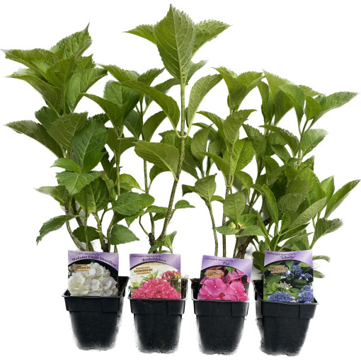 Hortensia macrophylla Soeur Thérèse, pot de 2L