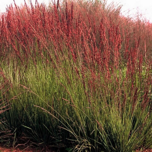 Fétuque bleue 'Moorhexe', P9/C1