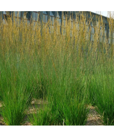 Fétuque bleue 'Heidebraut' P9/C1