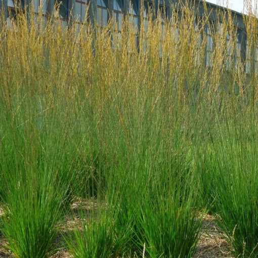 Fétuque bleue 'Heidebraut' P9/C1