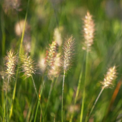 Pennisetum japonais 'Little Bunny' P9/C1