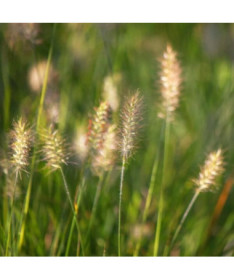 Pennisetum japonais 'Little Bunny' P9/C1