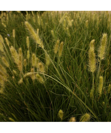 Pennisetum japonais 'Little Bunny' P9/C1