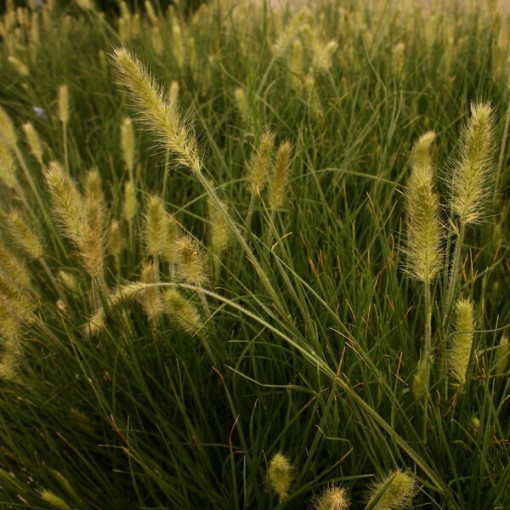 Pennisetum japonais 'Little Bunny' P9/C1
