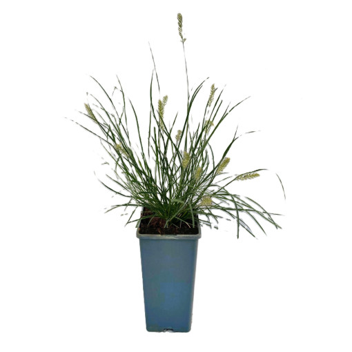 Pennisetum japonais 'Little Bunny' P9/C1