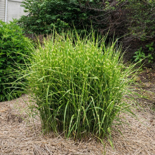 Miscanthus chinois 'Zebrinus' P9/C1