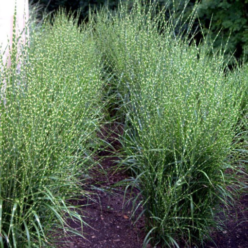 Miscanthus chinois 'Zebrinus' P9/C1