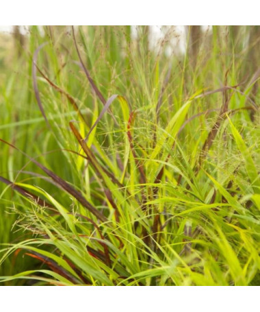 Herbe fontaine pourpre 'Shenandoah' P9/C1