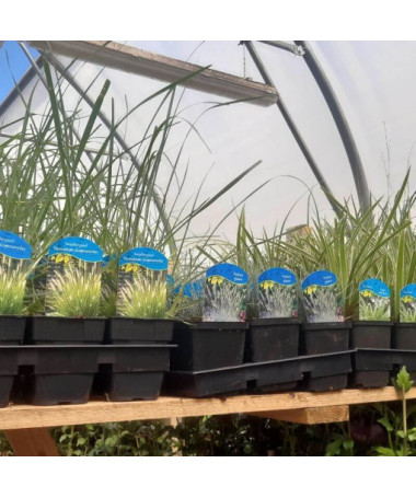 Miscanthus chinois 'Herman Mussel' P9/C1