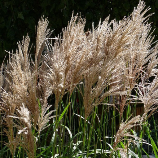 Miscanthus chinois 'Maleparthus' P9/C1
