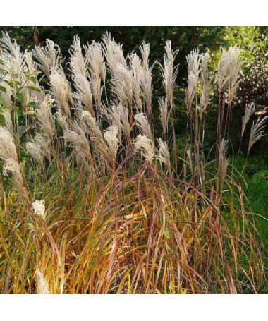 Miscanthus chinois 'Maleparthus' P9/C1