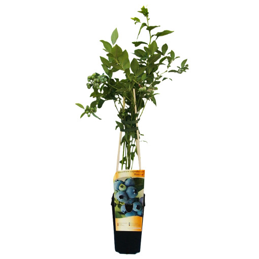 Myrtille Américaine Bluecrop pot, 2L