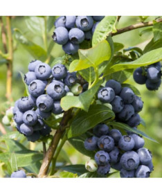 Myrtille Américaine Spartan, 2L