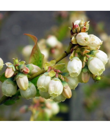 Myrtille américaine Bluegold, pot de 2L