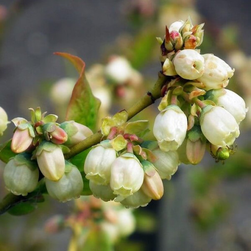 Myrtille américaine Bluegold, pot de 2L