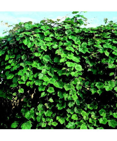 Vigne parfumée Vitis Riparia, pot de 2L