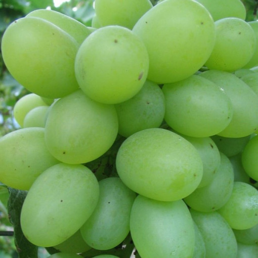 Vigne Regina, pot de 2L