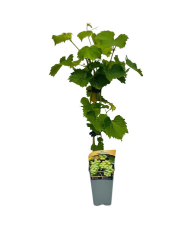 Vigne Adalmiina, pot de 2L