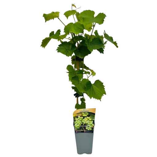 Vigne Adalmiina, pot de 2L