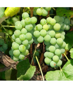 Vigne Ontario Résistante au gel, pot de 2L