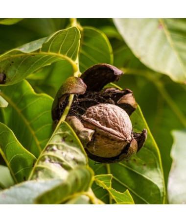 Noix de pécan, pot de 2L