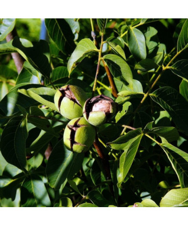 Noix de pécan, pot de 2L