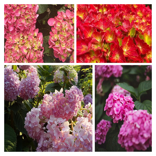 Ensemble de 5 pièces - Hortensias de jardin dans des contenants P9/C1