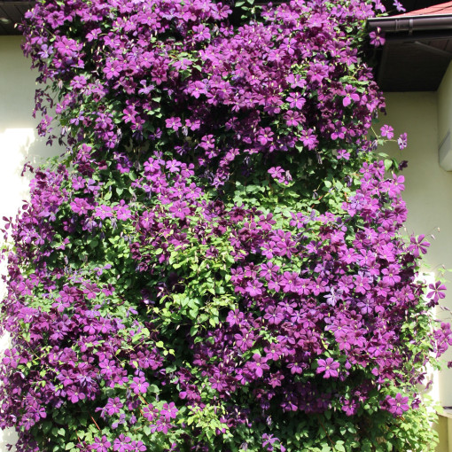 Clematis Polish Spirit, pot de 4L