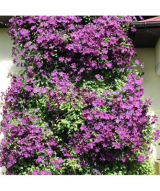 Clematis Polish Spirit, pot de 4L