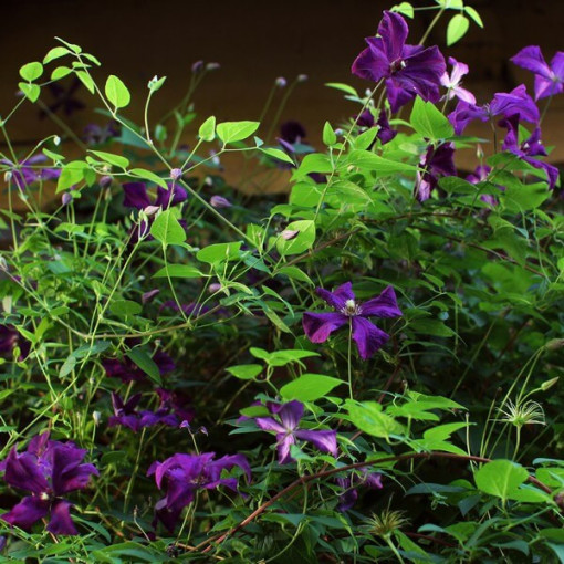 Clematis Polish Spirit, pot de 4L