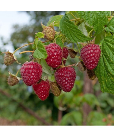 Framboise rouge 'Zewa' en pot de 2L.