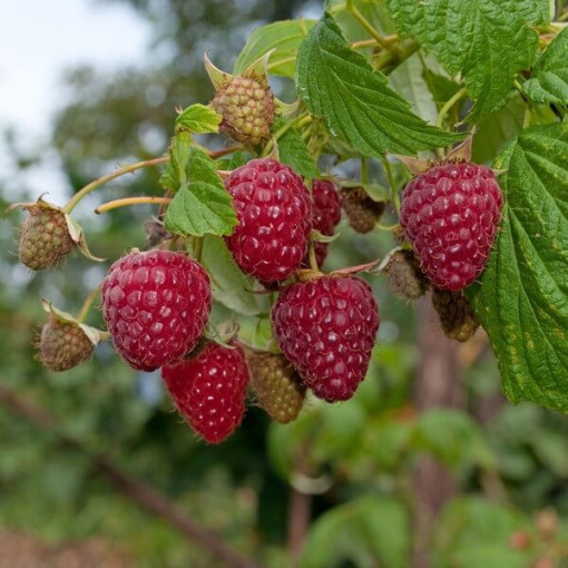 Framboise rouge 'Zewa' en pot de 2L.