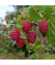 Framboise rouge 'Zewa' en pot de 2L.