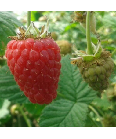 Framboise rouge 'Zewa' en pot de 2L.