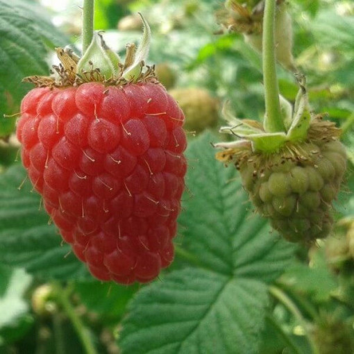 Framboise rouge 'Zewa' en pot de 2L.