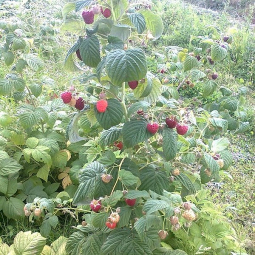 Framboise rouge 'Zewa' en pot de 2L.