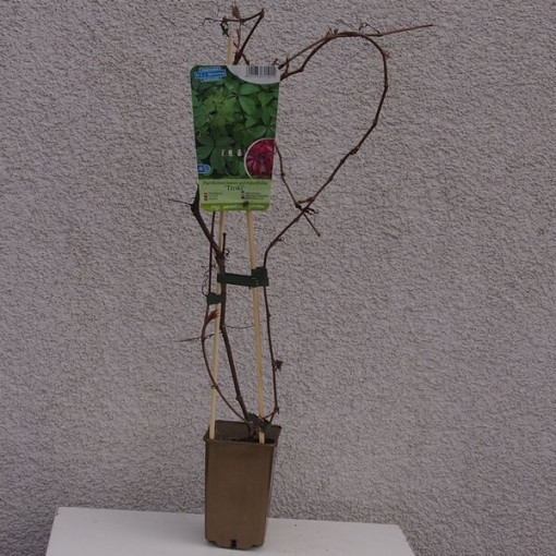 Vigne vierge (à cinq feuilles) 'Troki' pot, 2L